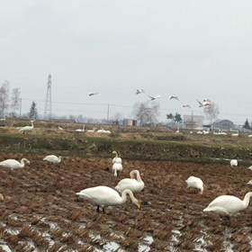 真っ白な冬が終わると現れる白いものの画像