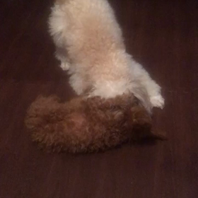 ふたりの闘い movieの画像