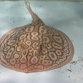 アルビノクロコダイルお買い上げ！！！の画像