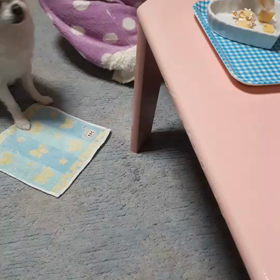 ☆11/17更新~みみちゃん誕生日の画像