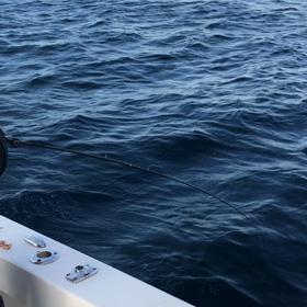 カワハギ動画の画像