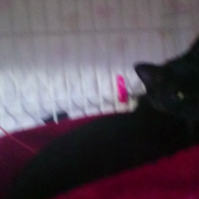 スリル満点！ カリン様  ～南幌～の画像