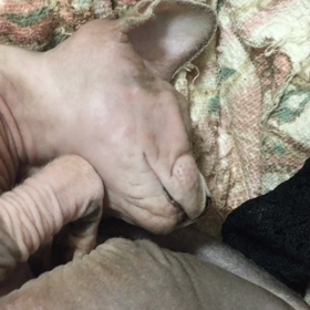 やっと終わった(｡･ω･｡)の画像