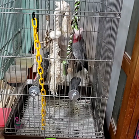 ｢もも｣歓喜の画像