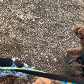 1月1日14わんこと2時間遠足　代々木公園表参道の画像