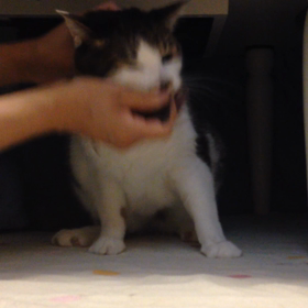 お薬イヤニャ！の画像