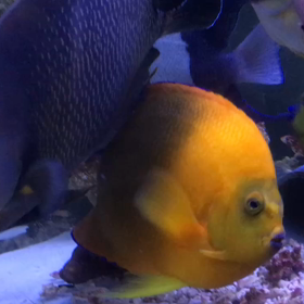 ９０cm水槽のヤッコのドアップ動画です♫の画像