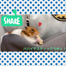 モチモチゴールデンはむちゃんの画像