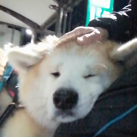 箱根駅伝、未来丸の楽しい朝散歩、対称的にウクライナでの激しい人殺し合い-戦争、無理矢理招集されたの画像