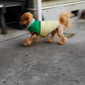 ぴょんぴょん♪タピくんの画像