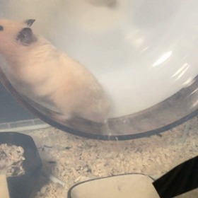 ジョージに回し車(^ ^)の画像