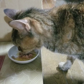 ポロン動画の画像