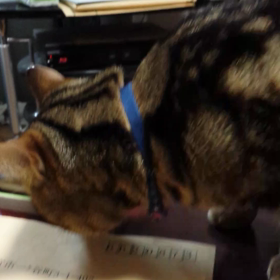 遊ぼ！とうちゃん、いつも日曜日！の画像