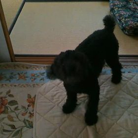 今夜の虎太郎の画像