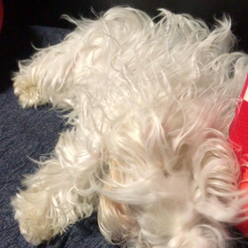 きらちゃんおねむですぅの画像