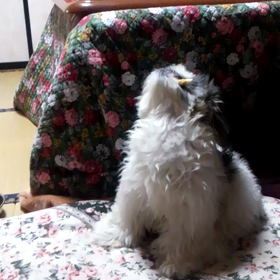 【上を向いて食べよう♪】の画像