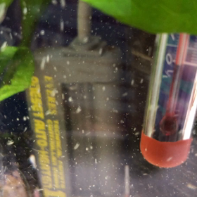 ザリガニさん朝ごはんの画像