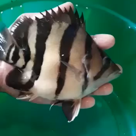 怪物 緊急輸入！！の画像