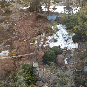 鳥のさえずりの画像