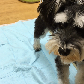 おぼっちゃんめ。の画像