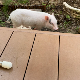 ただのぶた 飛ばねぇ豚はただの豚だ。 - YouTube