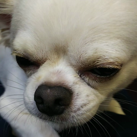 5歳になりましたの画像