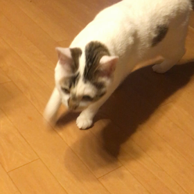 ちょっとだけよ…の画像