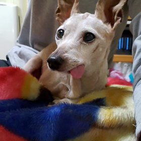 祝、エルザ15回目の誕生日＼(^-^)／の画像