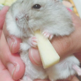 へけ太郎とぷりんちゃんの画像