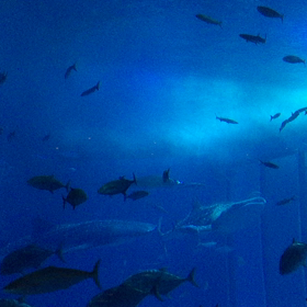 2019 沖縄の画像