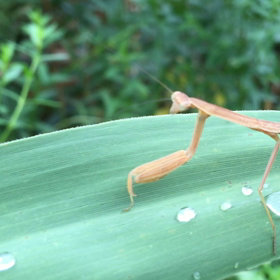 日常の生活音〜  セミの鳴き声は？の画像