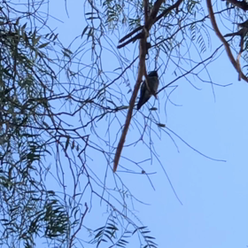 ハミングバードの画像