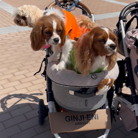 楽しかったぁ〜♪(๑ᴖ◡ᴖ๑)♪の画像