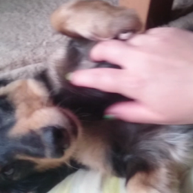 うちの子❗の画像