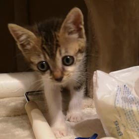 #食べる？の画像