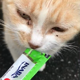 しゃべる野良猫のきなこの画像