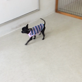 ♪プレイルーム動画♪①の画像