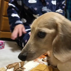 冬のももちゃんの画像