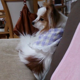 不思議な生態の画像