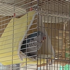 窓ぎわは暖かいのでの画像