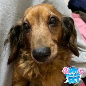 自粛犬動画作ってみましたの画像