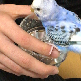 水浴…飲み。だね？の画像