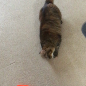 ２時間おきに体力回復する猫たちの画像