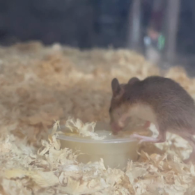 動物プロダクションの日常。の画像