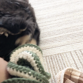 朝とあ☆シュシュの画像