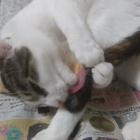 尻尾をなめるミッケの画像