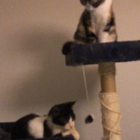 てんちゃん保護して22日の画像