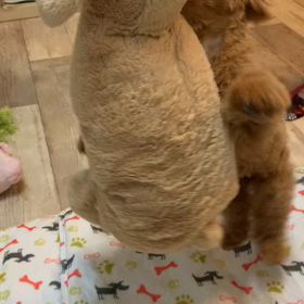 詩ちゃんに改名の画像