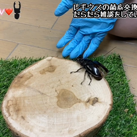 レギウスオオツヤクワガタの飛翔の画像