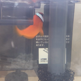 4日目(⌒▽⌒)の画像